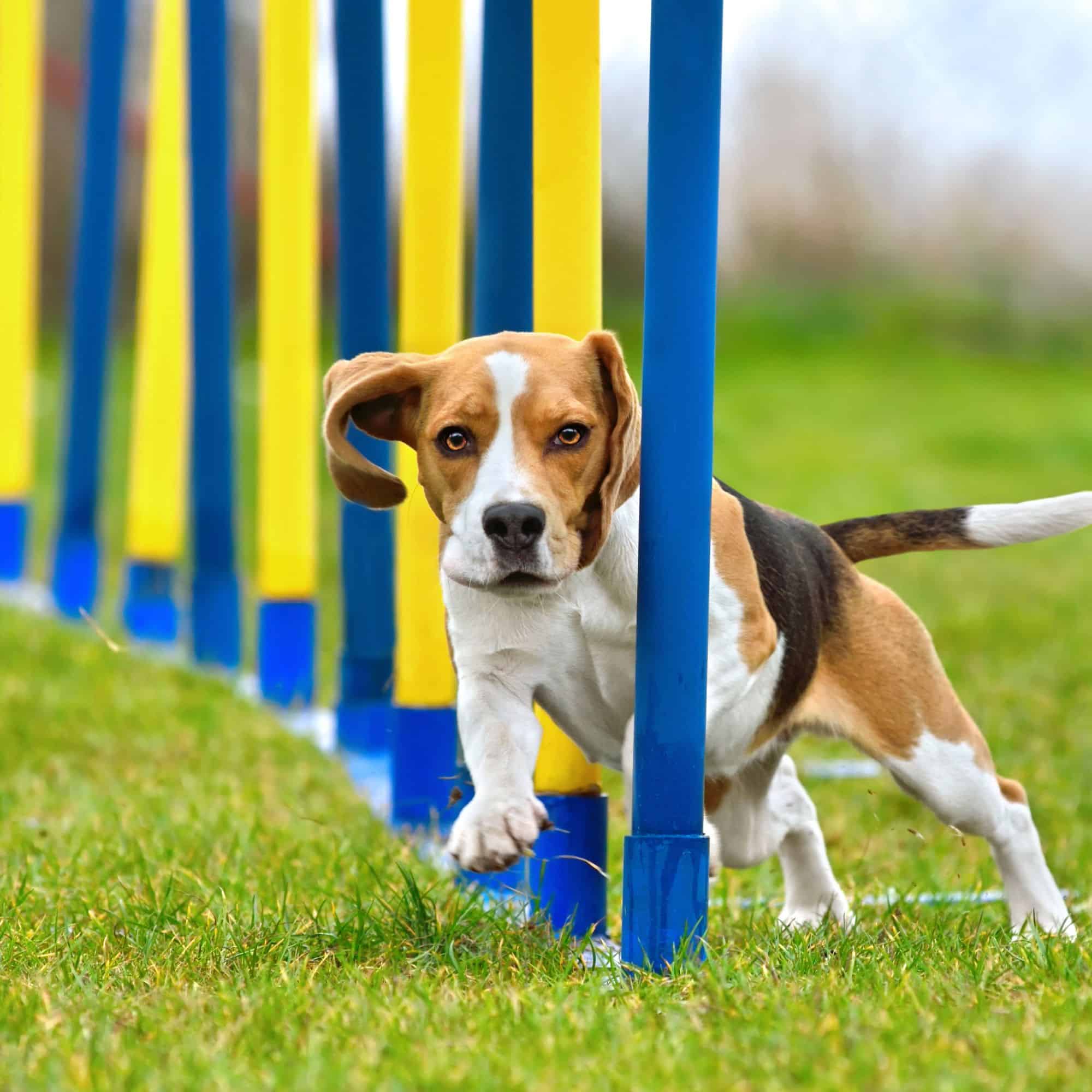 Dog Trainer Basildon