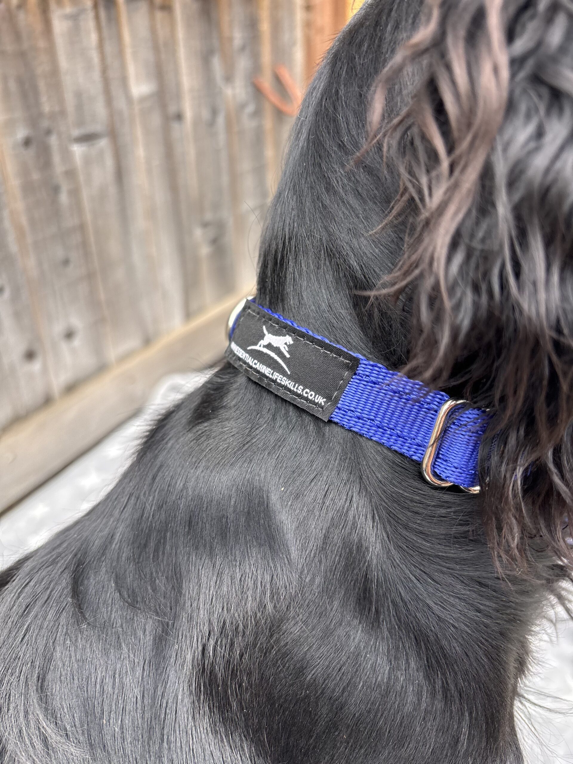 Medium Lightweight Collar - Image 2